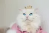 Ragdoll costuma ser um gato branco com cinza mas também pode nascer totalmente branco