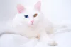 Gato branco Van Turco é uma raridade de personalidade sociável