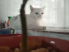 O Pequeno é um gato branco com heterocromia, do Mateus Monteiro