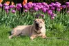 O Shar Pei é um animal reservado e tranquilo