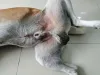 Já a fimose em cães se caracteriza pela dificuldade de expor a glande do prepúcio