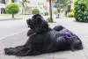 O Terra Nova é um cachorro grande peludo todo preto