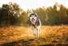 O cachorro Malamute tem uma pelagem densa e encorpada