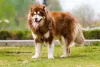 As cores do Malamute do Alasca incluem o vermelho