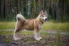Malamute do Alasca: preço do cachorro varia conforme as cores dos pelos