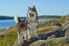 Malamute do Alasca, gigante que só, ajudava no transporte de trenós