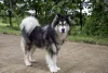O cachorro Malamute tem um temperamento dominante e pode ser teimoso