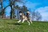 Quando adulto, o cachorro do Alasca é tranquilo, mas precisa se exercitar