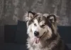 O Malamute do Alasca quase não late, mas pode uivar bastante