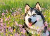 Malamute do Alasca: preço dos filhotes pode chegar a R$ 5.000