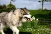 Passear com cachorro Malamute é bom para gastar a energia dele