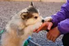 Malamute do Alasca filhote mostra o quanto é inteligente e esperto desde cedo