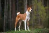 O Basenji faz parte do grupo Hound e é conhecido por ser um cão que não late