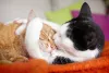 Gato Pelo Curto do país também tem outras cores, como o laranja e preto com branco
