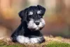O bigode do Schnauzer Miniatura pode render nomes divertidos