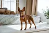 O Pinscher é