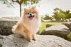 A juba do Lulu da Pomerânia pode ser inspiração para nomes da raça