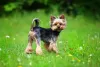 O Yorkshire é um cachorro pequeno e muito corajoso