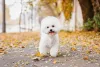 O Bichon Frisé tem pelos tão volumosos e branquinhos que nomes como