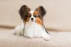 A orelha do Papillon pode dar origem a nomes engraçados e divertidos