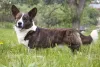 O Welsh Corgi Cardigan tem o rabinho mais longo