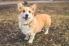O Pembroke Welsh Corgi é a versão mais popular da raça