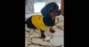 Esse é o Cookie, a prova de que salsicha (o cachorro) e festa andam juntas