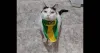 A gatinha Helena entrou no clima de torcida com uma bandana personalizada