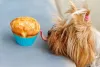 O panetone é um presente para cachorro delicioso