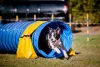 O túnel para cachorro é sinônimo de diversão