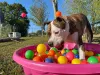 A psicina de bolinhas é um presente para cachorro que agrada todos os pets