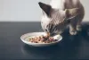 O presente para gato de natal também pode ser um delicioso petisco de frango