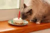 Tente fazer um muffin para gato e dê de presente para pet no natal