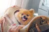 Caixa de transporte para cachorro: os cães podem andar em bolsas. Ideal para os pequeninos!