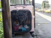 Caixa de transporte de cachorro: modelo com rodinhas facilita o transporte, principalmente se o seu cão for de porte médio ou grande