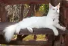 O Maine Coon branco herda essa cor de um dos pais que têm o gene W/w