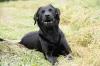 A pneumonia em cachorro tem os espirros como um dos principais sintomas