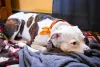 A pneumonia em cachorro faz com que ele fique mais abatido e quietinho