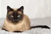 O gato Thai tem o rosto mais redondo e a tonalidade dos pelos pode variar