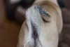 Glândula adanal de cachorro