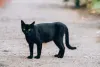 Um gato preto vira-lata é super amoroso e apaixonado pela família