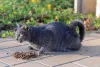 Adotar um gato cinza vira-lata traz felicidade para qualquer família
