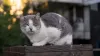 O gato cinza e branco vira-lata une duas das cores de gatos mais queridas pelos gateiros