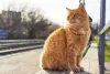 Impossível não se apaixonar pelo gato laranja vira-lata