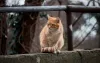 O gato laranja e branco vira-lata faz sucesso em qualquer lugar