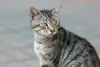 O gato rajado cinza vira-lata pode ser encontrado em todo canto