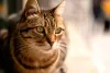 O gato tigrado vira-lata tem um toque exótico que faz todo mundo querer ter um em casa
