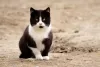 O gato frajola vira-lata é super fofinho e companheiro