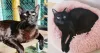 Cristiane Neves conta a sorte de ter um gato preto em casa e comenta as travessuras do Joaquim
