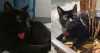 Paula Maia diz que a gatinha preta Luna é muito dócil e amável
